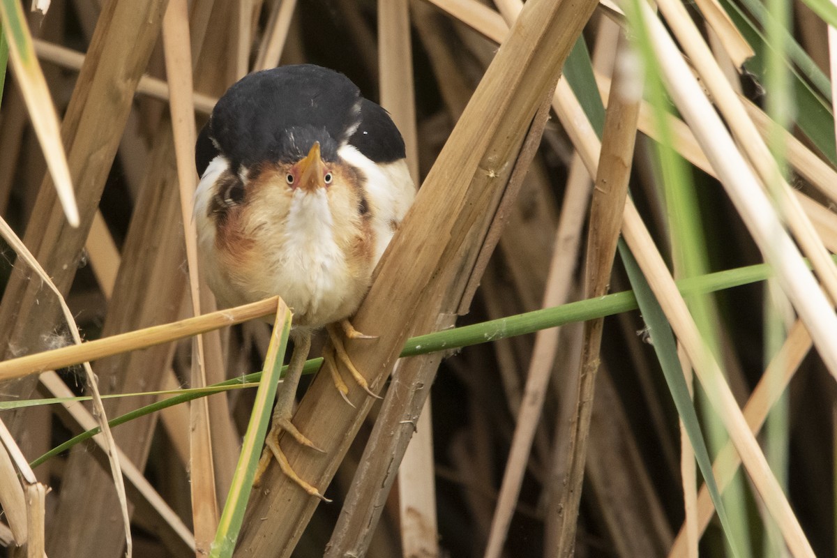 コヨシゴイ - ML645940517