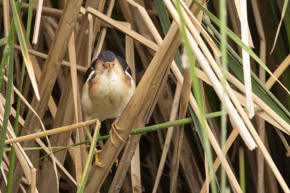 コヨシゴイ - ML645940518