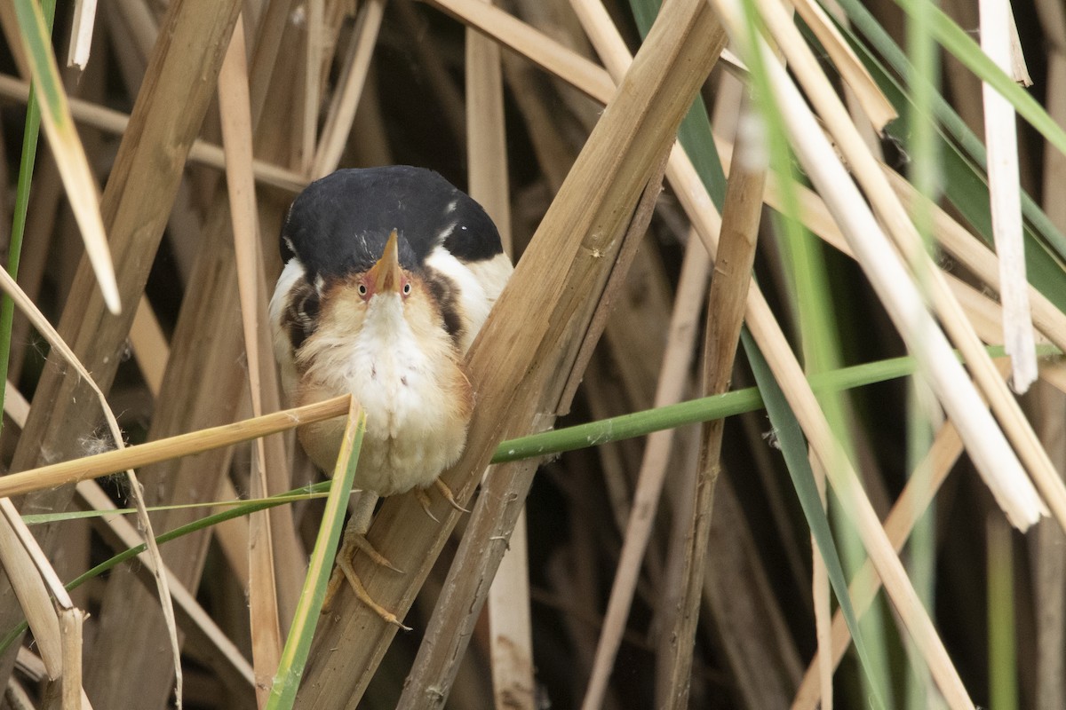 コヨシゴイ - ML645940519