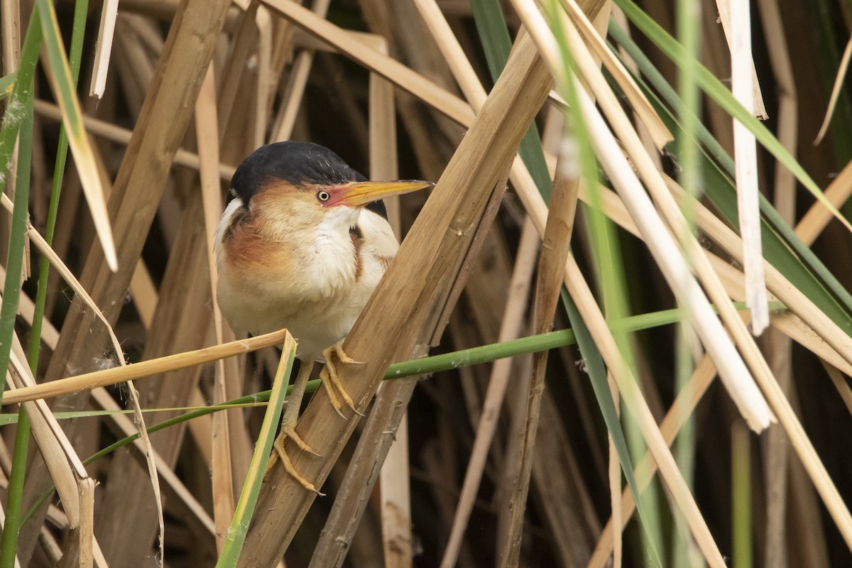 コヨシゴイ - ML645940520