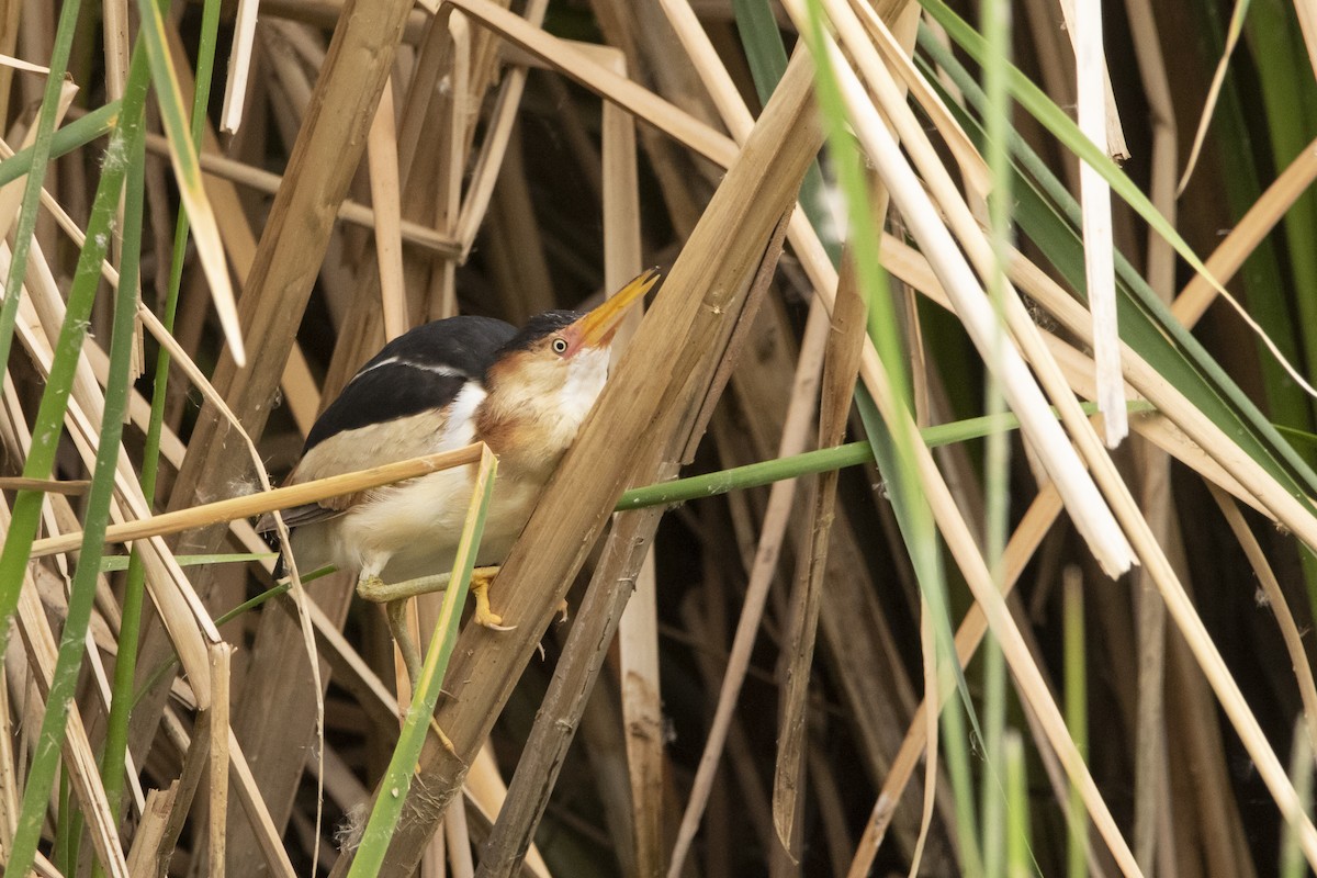 コヨシゴイ - ML645940521