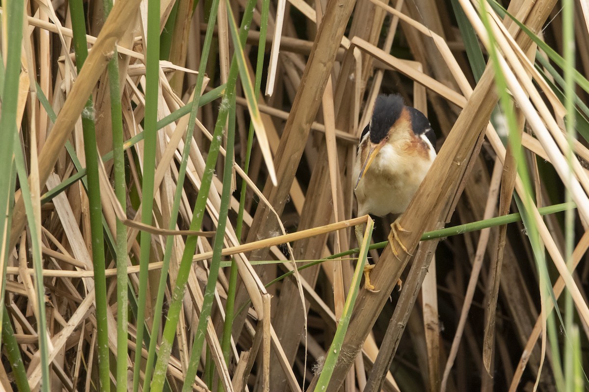 コヨシゴイ - ML645940527