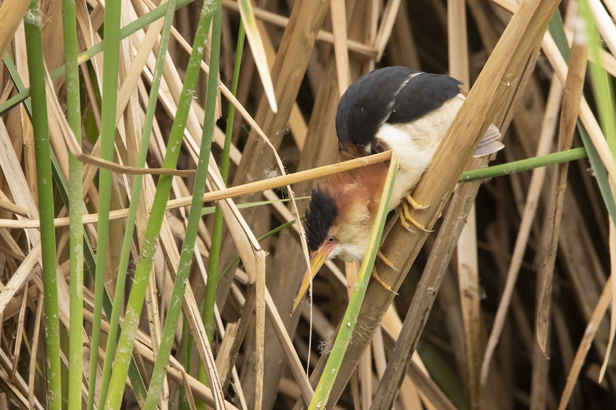 コヨシゴイ - ML645940528