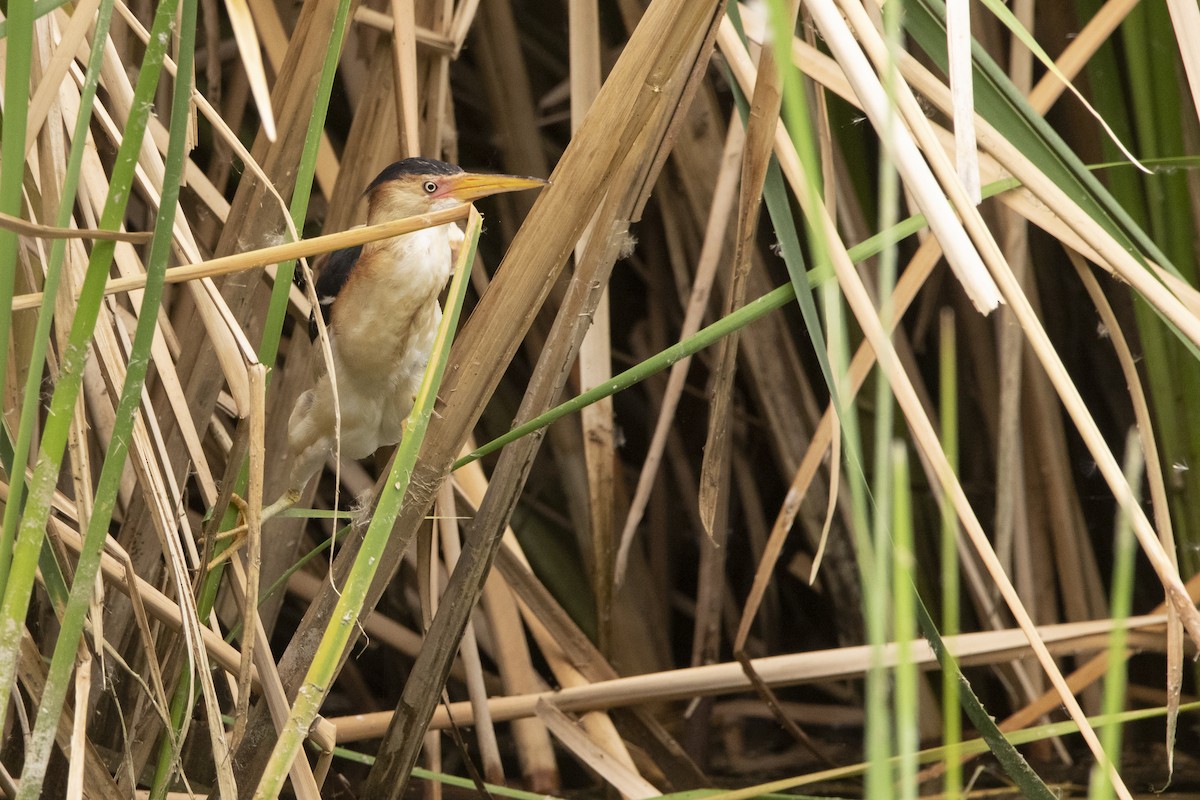 Least Bittern - ML645940529