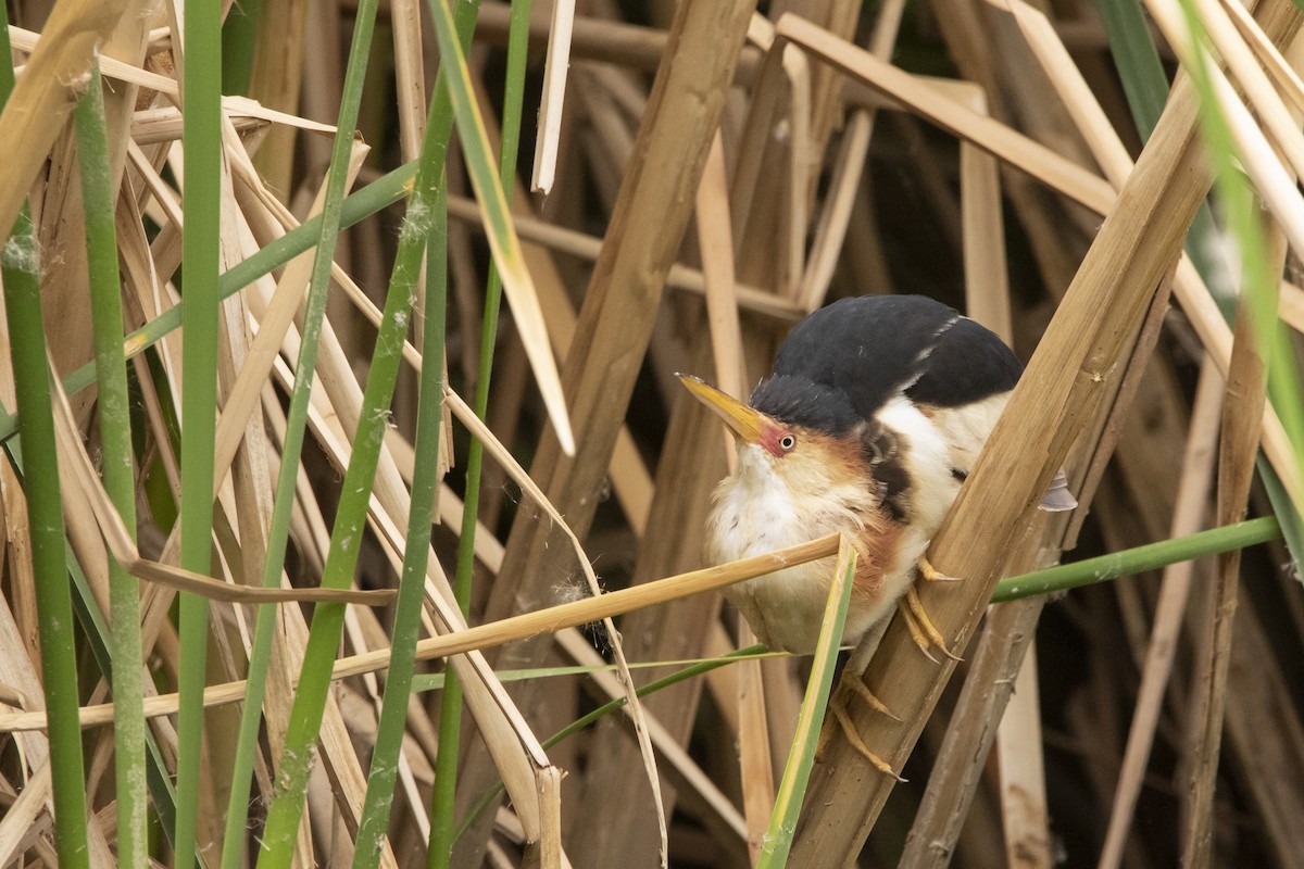 Least Bittern - ML645940530