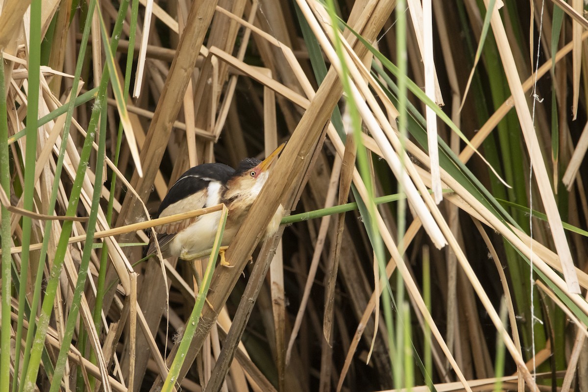 Least Bittern - ML645940532