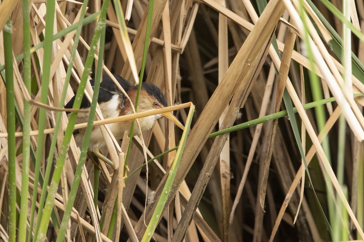 コヨシゴイ - ML645940533