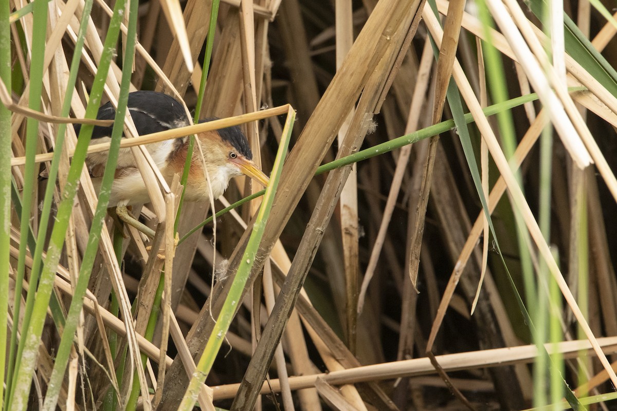Least Bittern - ML645940534