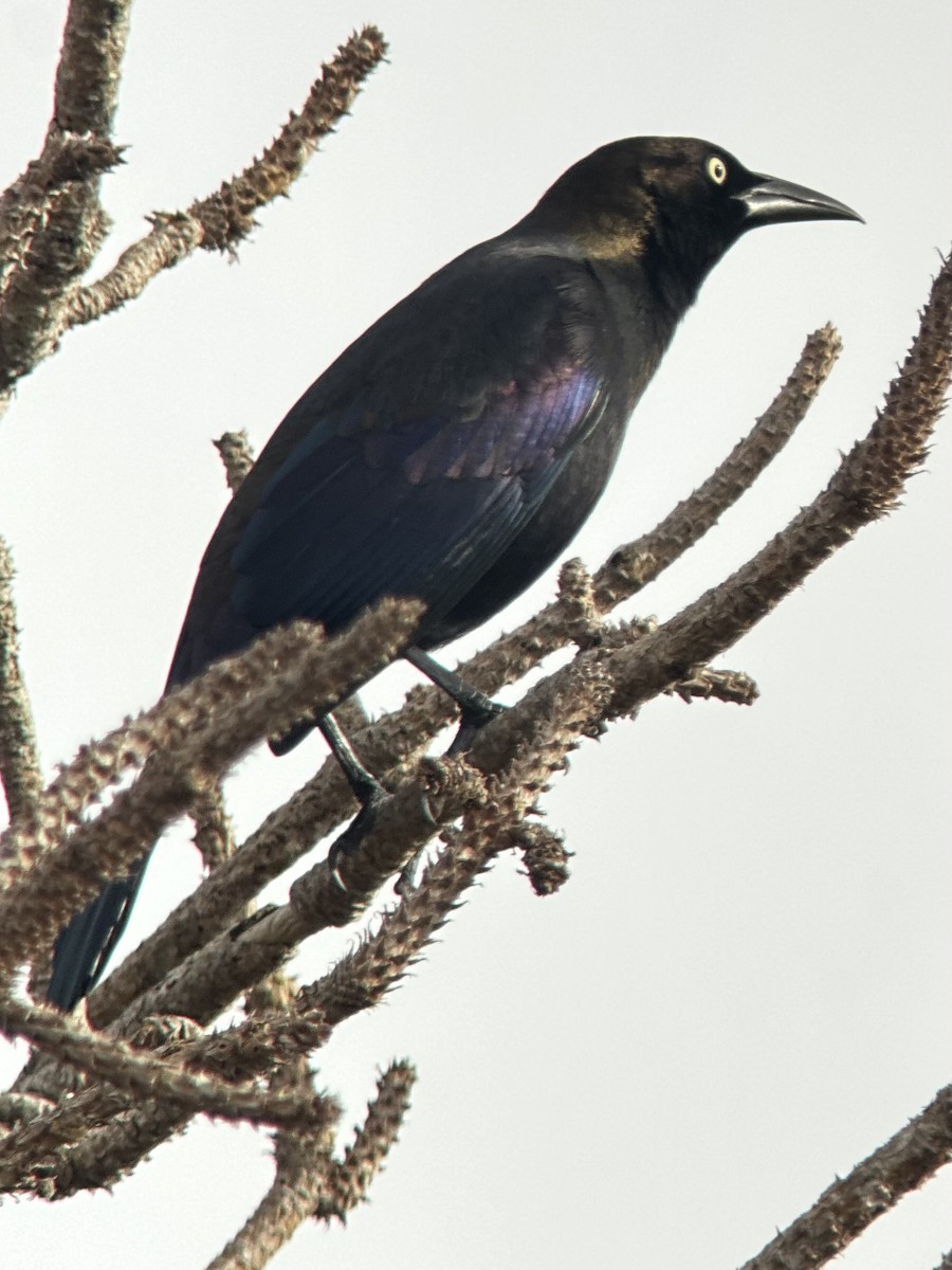 Common Grackle - ML645940553