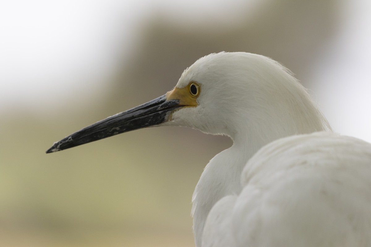Snowy Egret - ML645940561