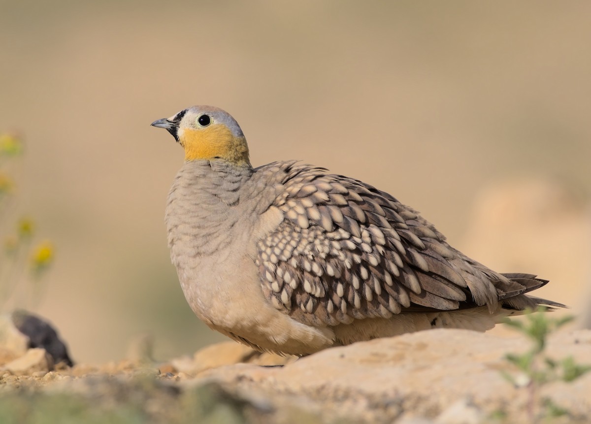 Crowned Sandgrouse - Hugo Schweke