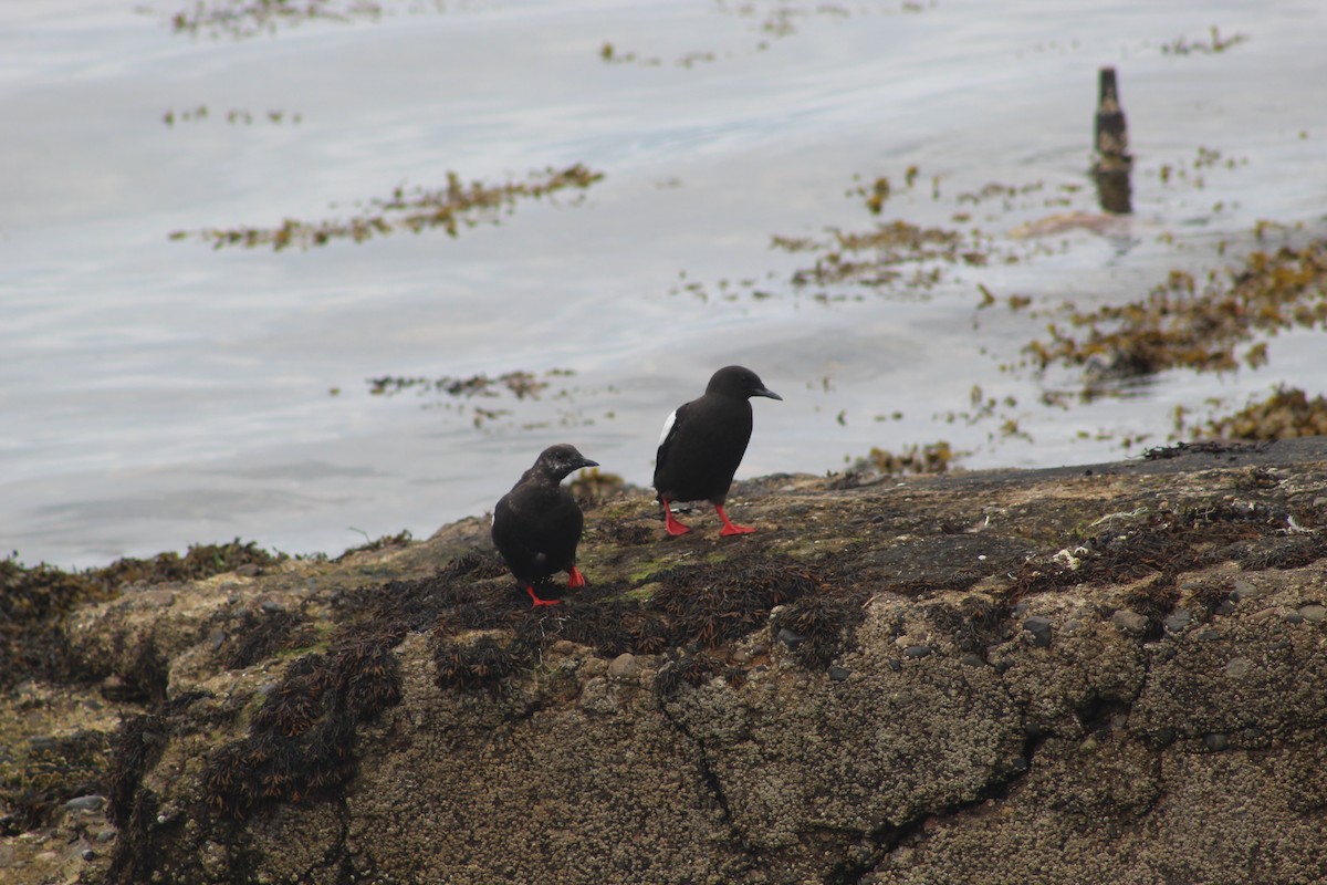 Black Guillemot - ML645940566