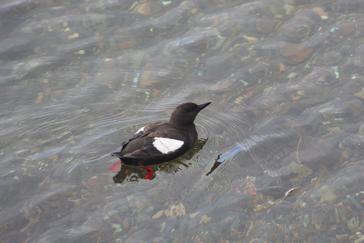Black Guillemot - ML645940567