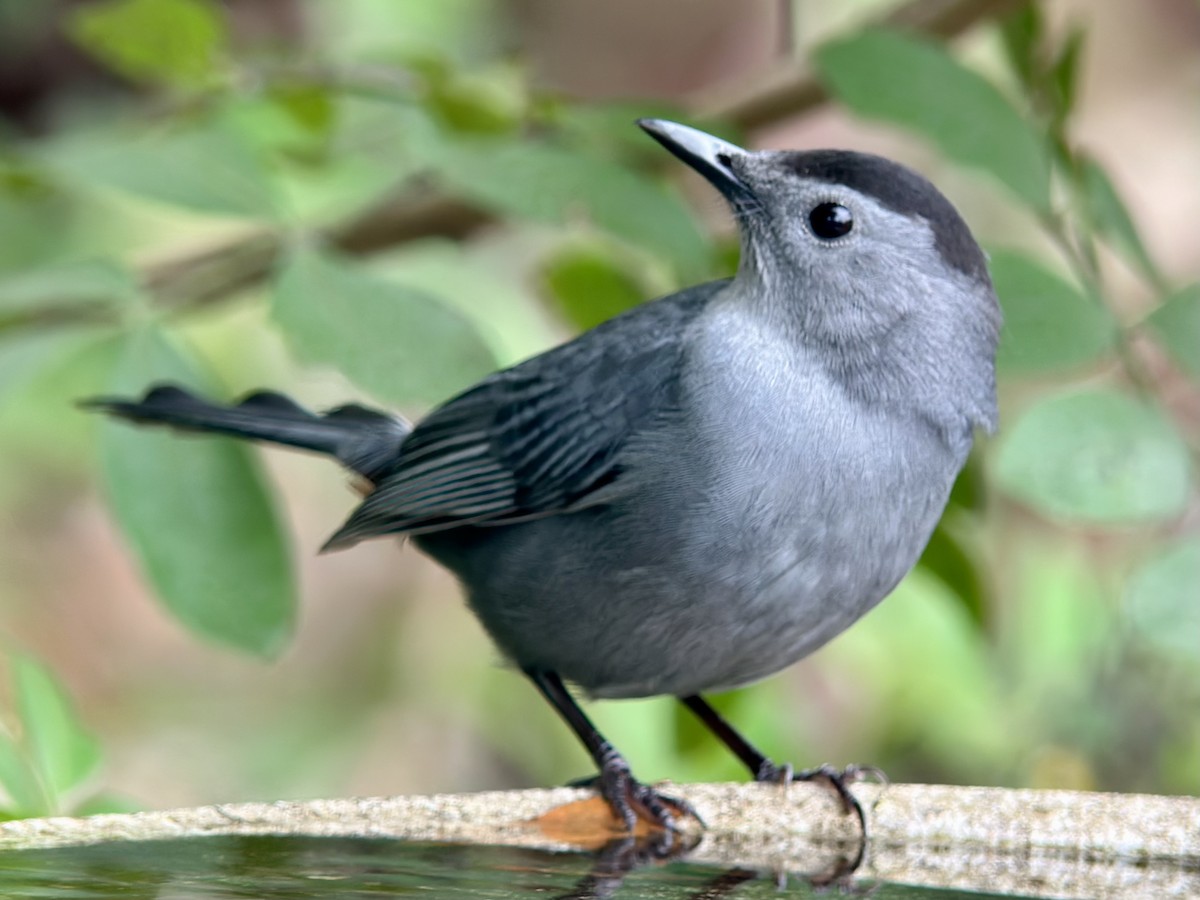 Gray Catbird - ML645940570