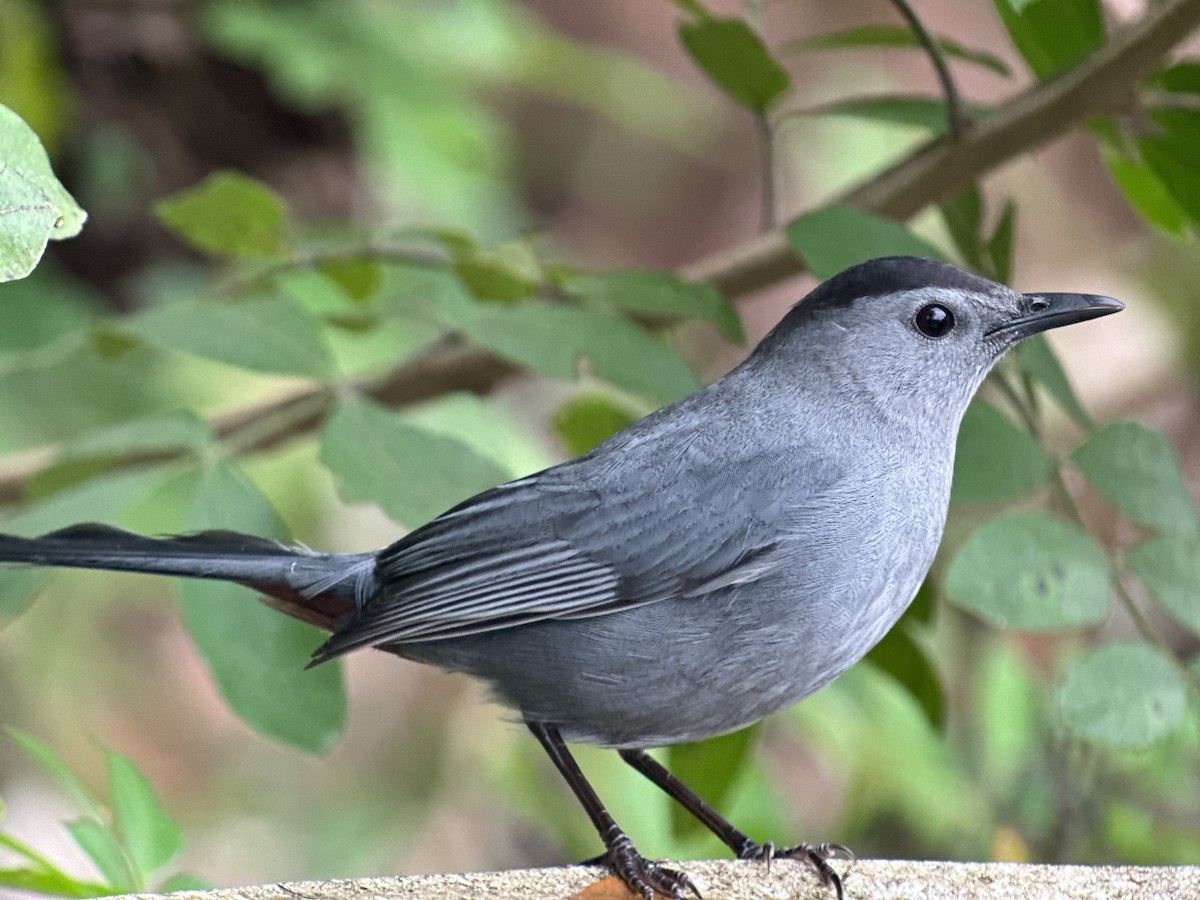 Gray Catbird - ML645940571