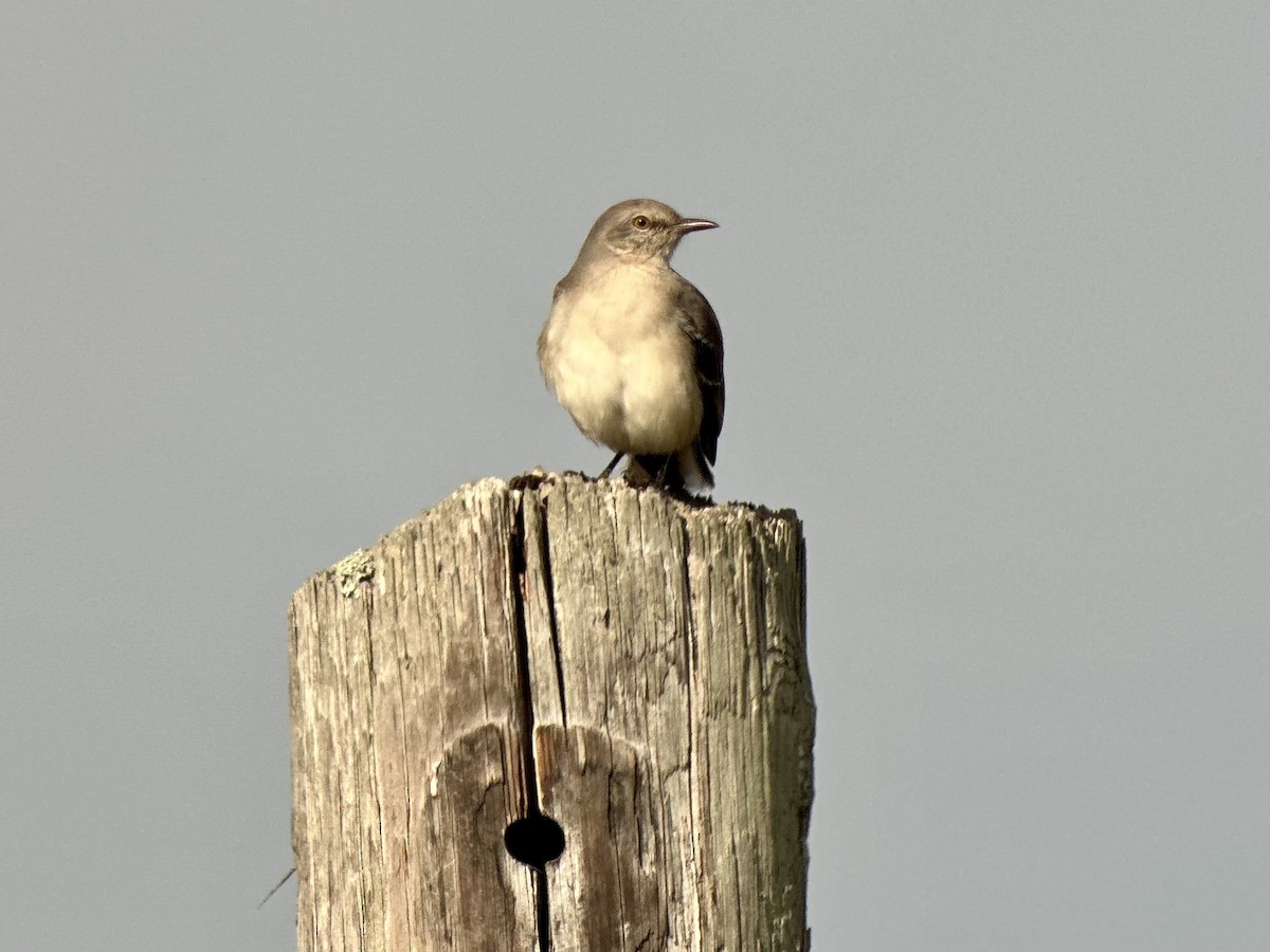 Northern Mockingbird - ML645940572