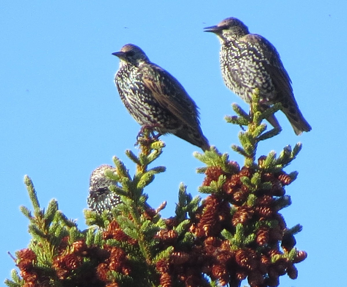 European Starling - ML645940573