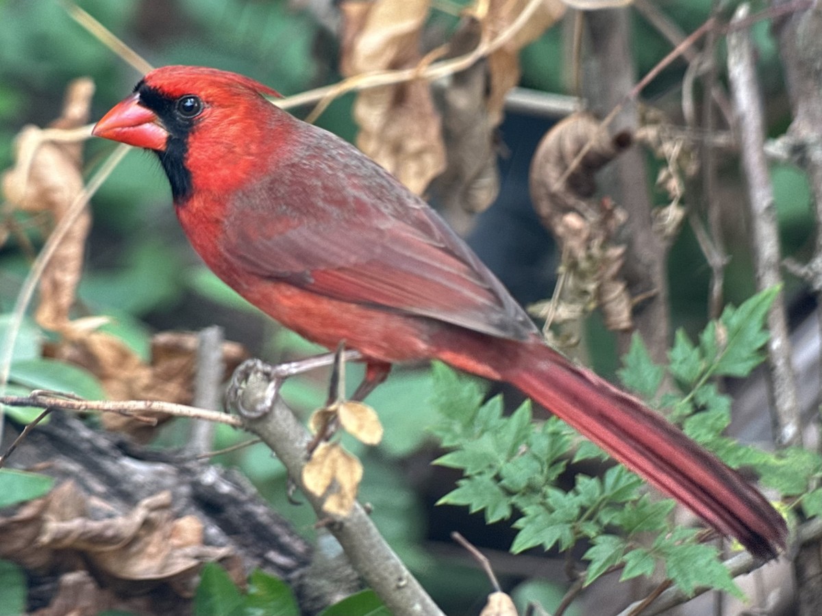 Northern Cardinal - ML645940574