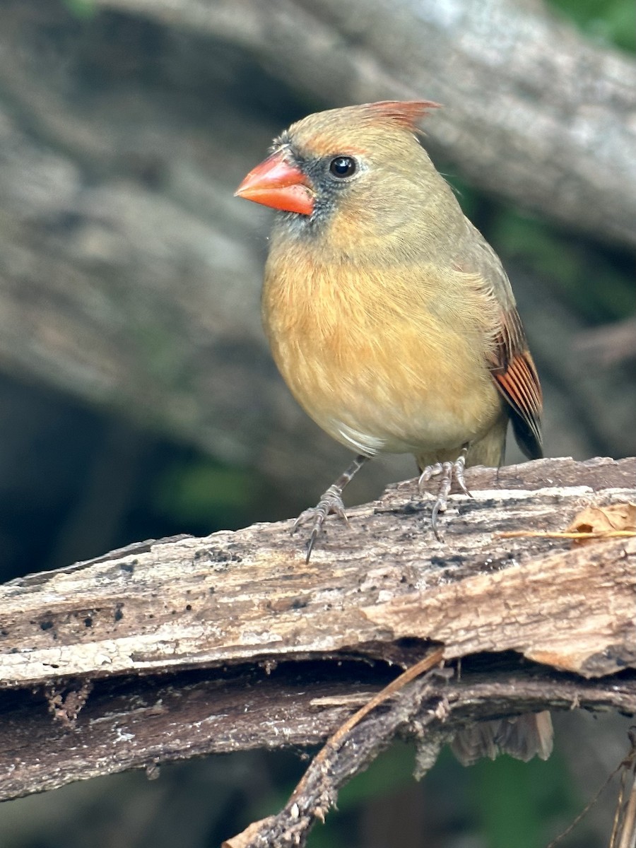 Northern Cardinal - ML645940575
