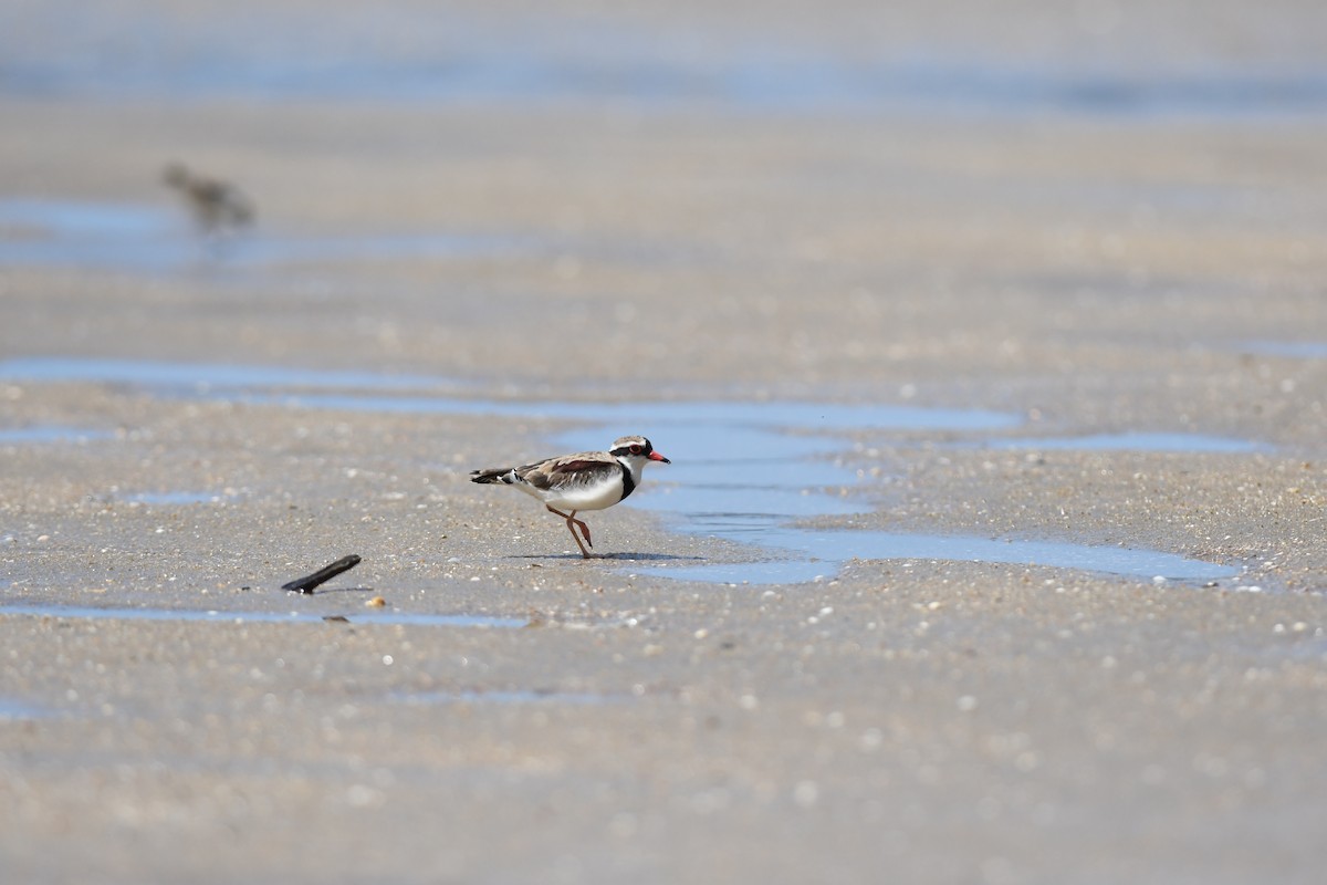 Black-fronted Dotterel - ML645940576