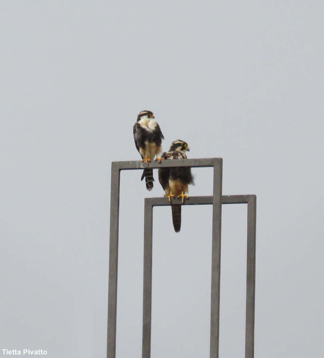 Aplomado Falcon - ML645940577