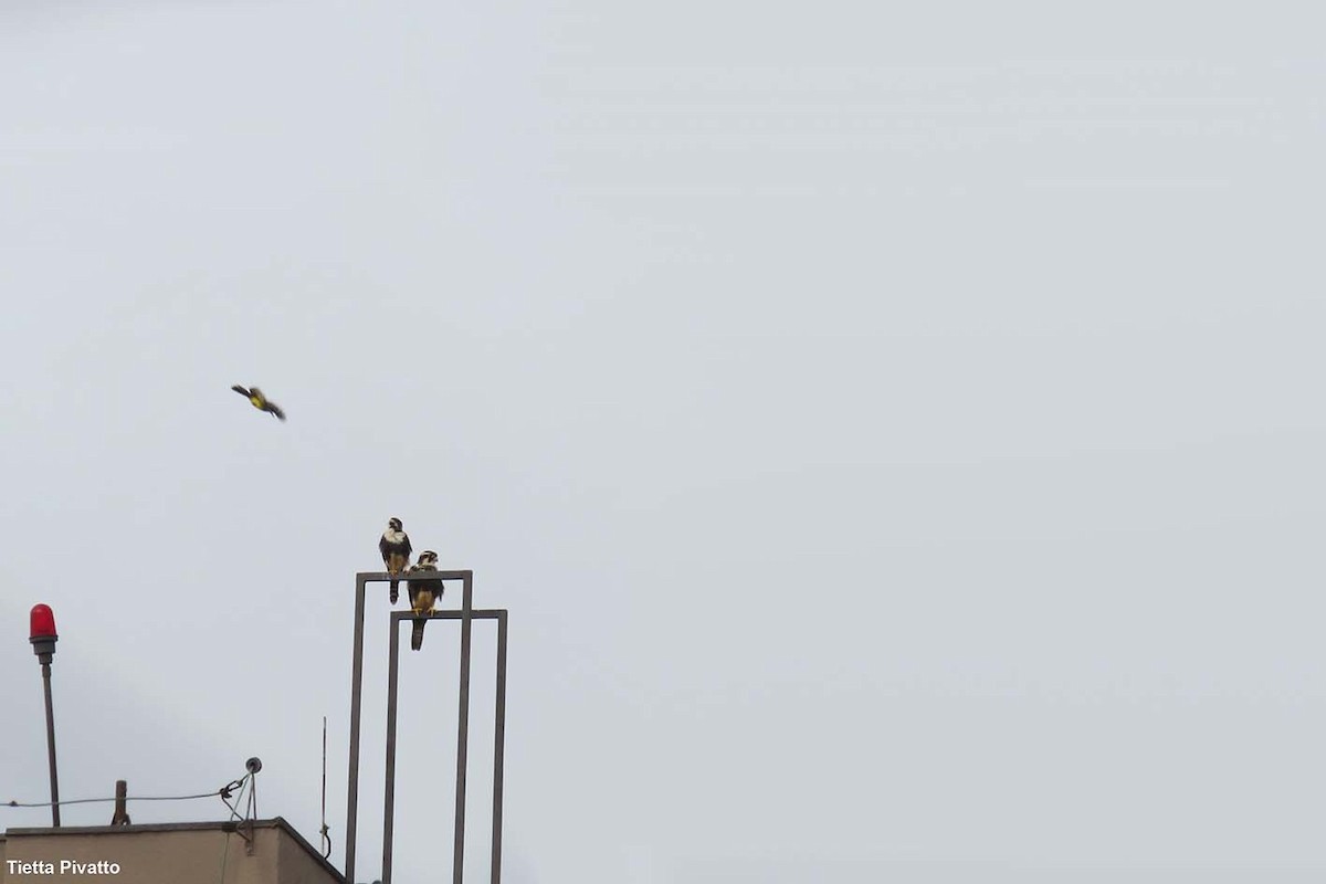 Aplomado Falcon - ML645940578