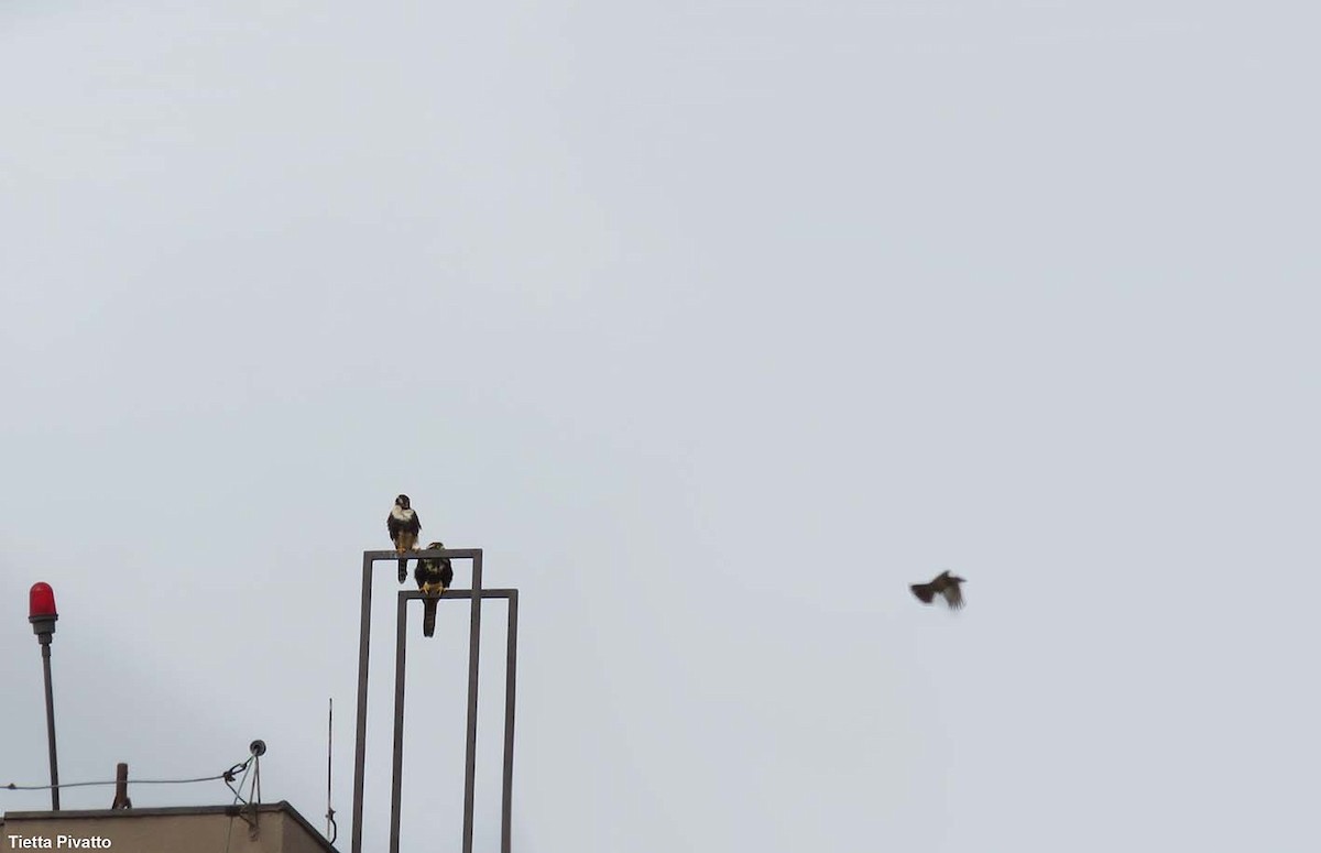 Aplomado Falcon - ML645940579