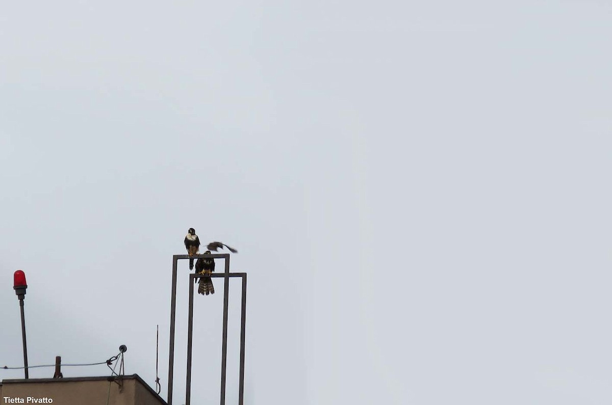 Aplomado Falcon - ML645940580