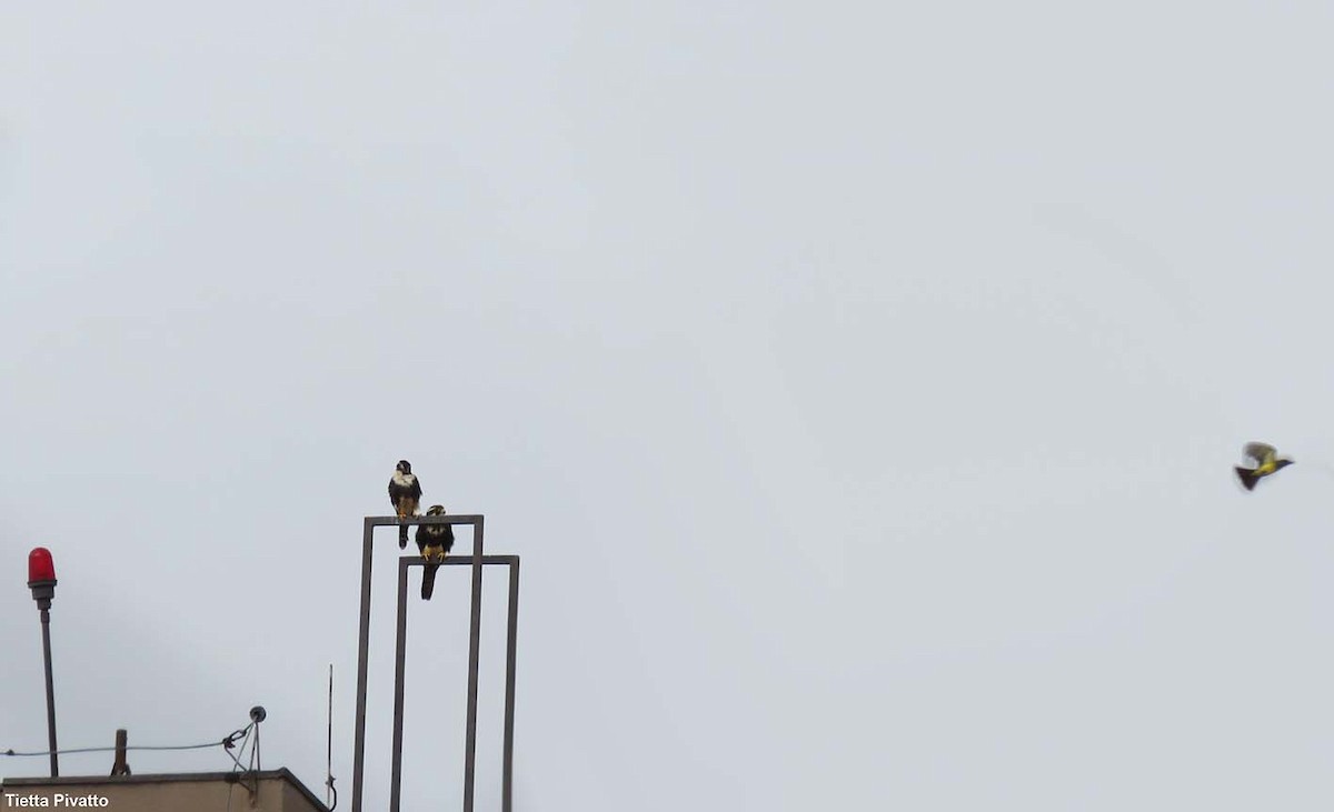 Aplomado Falcon - ML645940581