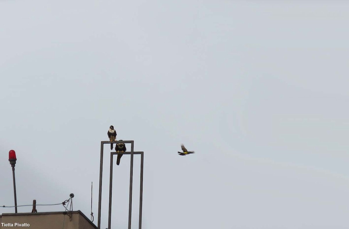 Aplomado Falcon - ML645940582