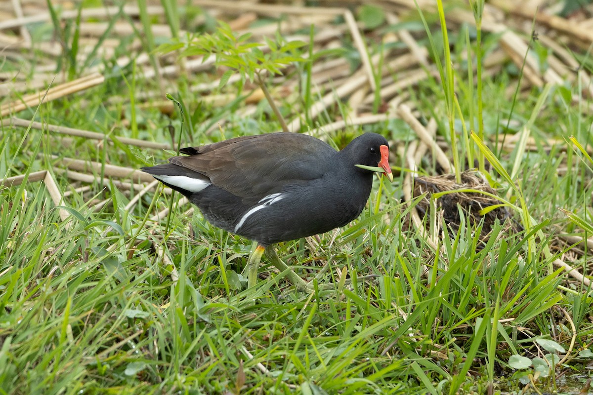Common Gallinule - ML645940583