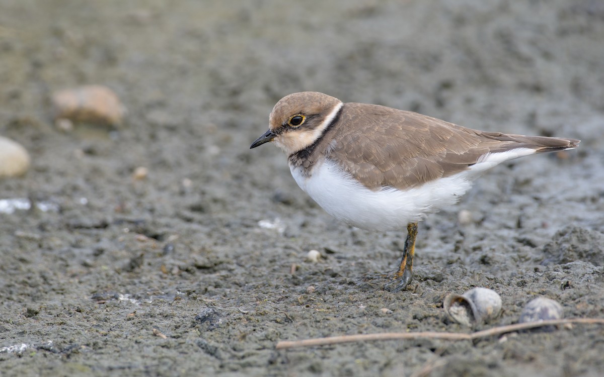 Little Ringed Plover - ML645940584