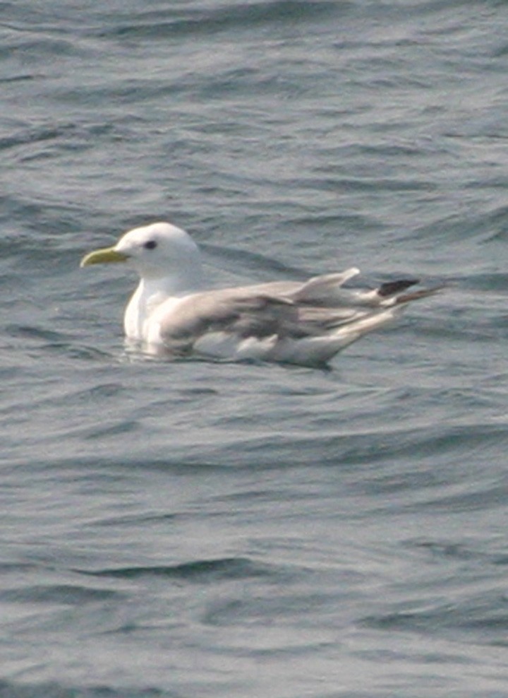 Black-legged Kittiwake - ML645940588