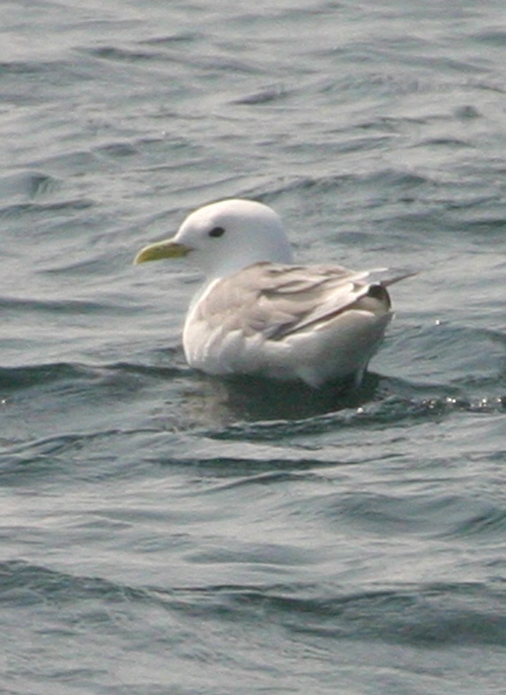 Black-legged Kittiwake - ML645940589