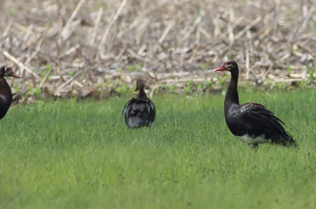 Spur-winged Goose - ML645940590