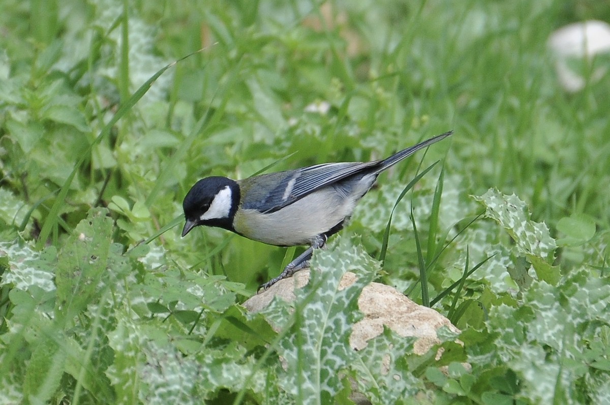 Great Tit - ML645940591