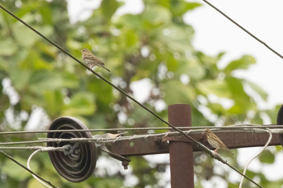 Olive-backed Pipit - ML645940592