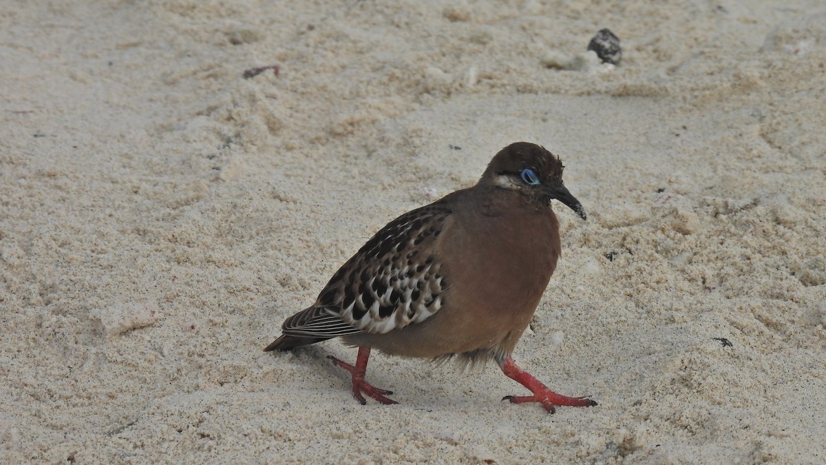 Galapagos Dove - ML645940593