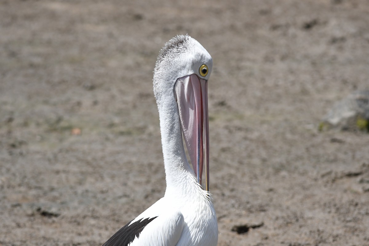 Australian Pelican - ML645940594