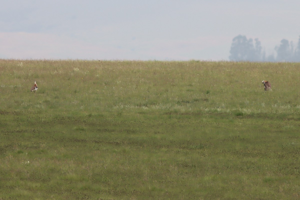 Denham's Bustard - ML645940595