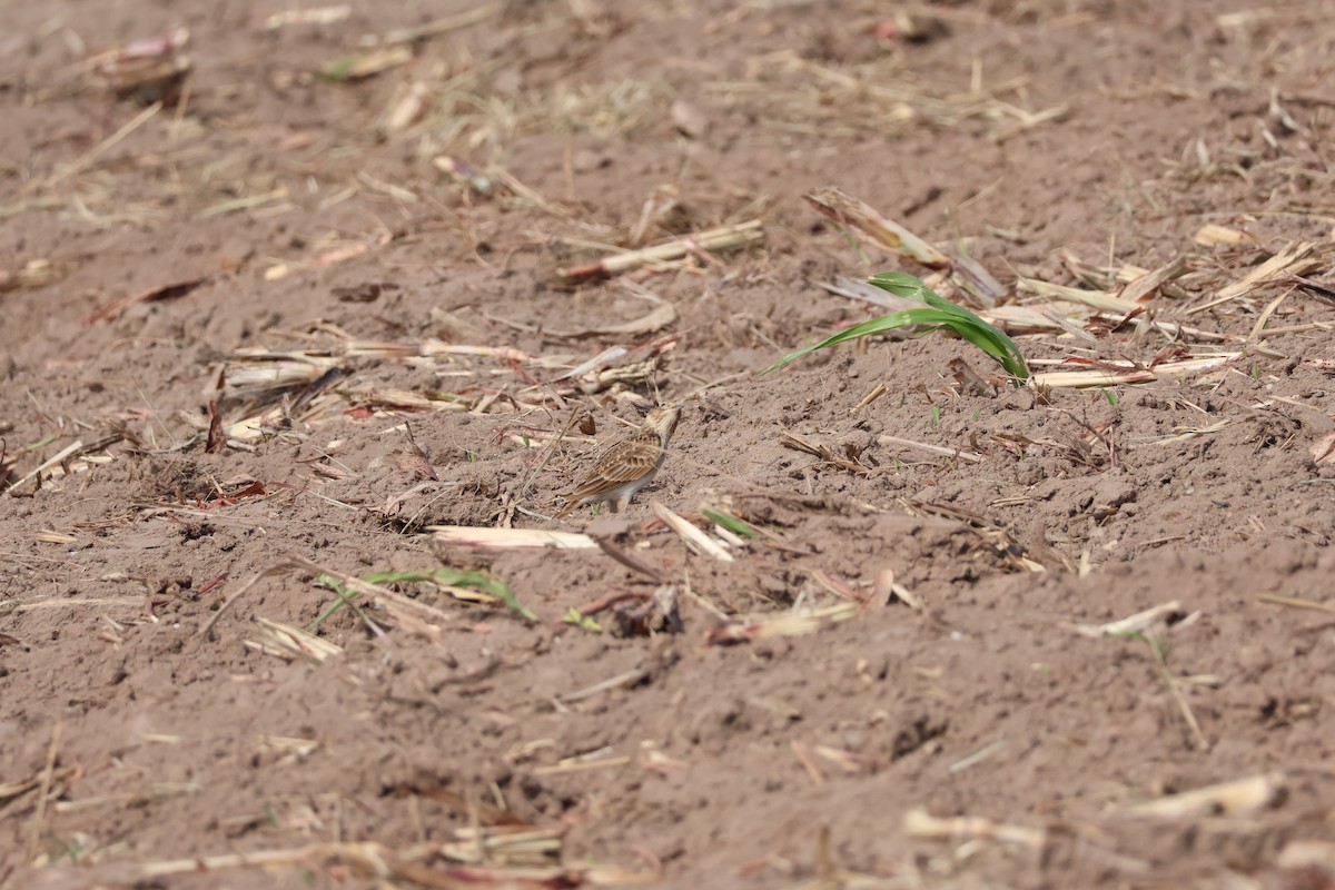 Eurasian Skylark - ML645940596