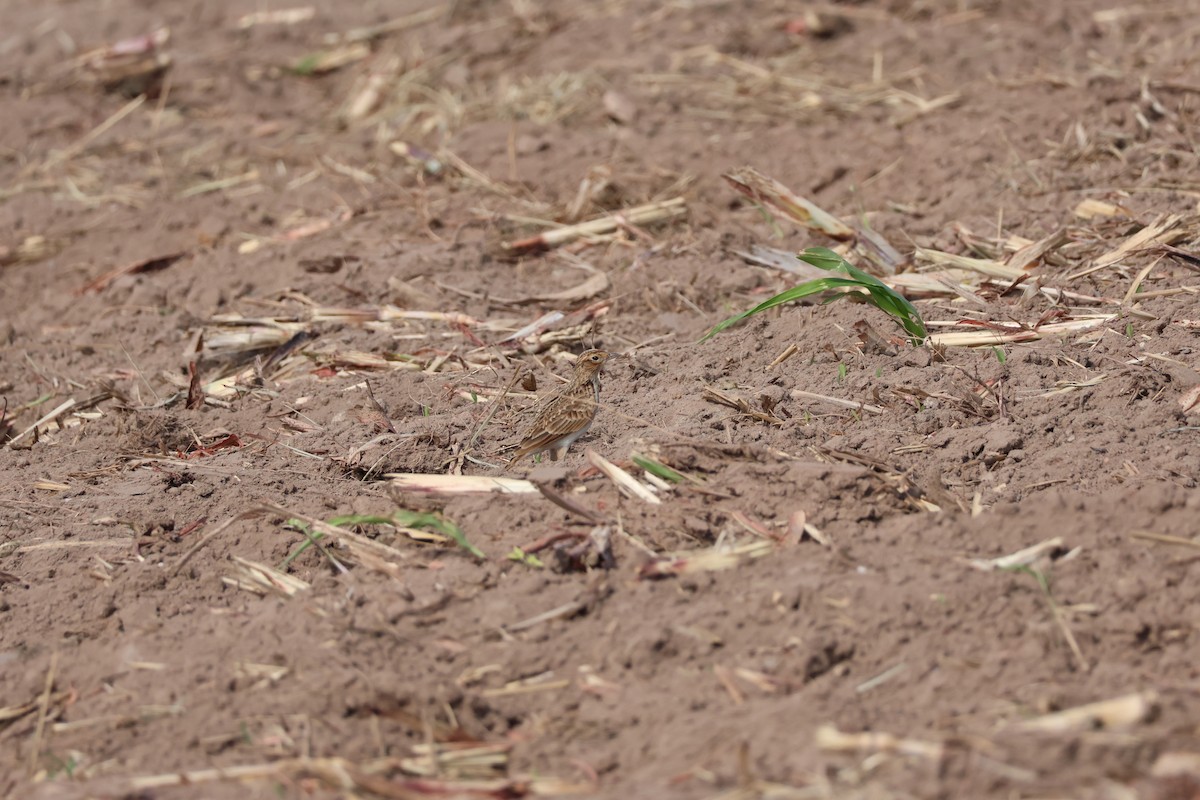 Eurasian Skylark - ML645940597