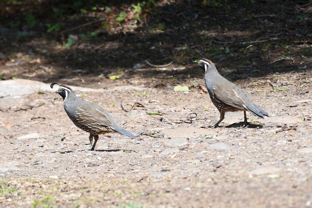 California Quail - ML645940598