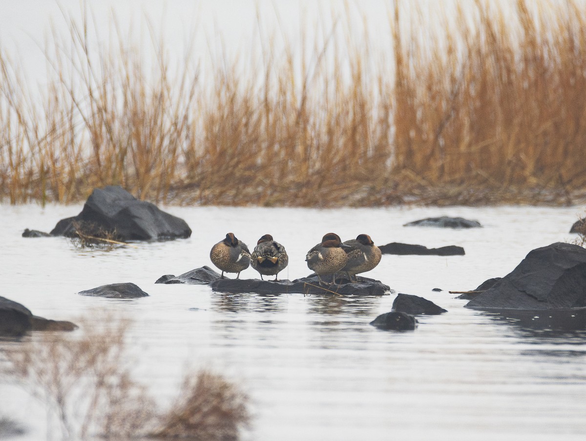 Green-winged Teal - ML645940602