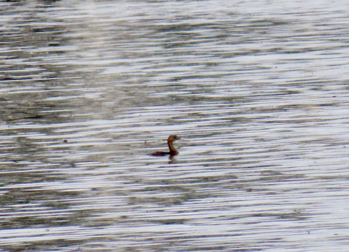 Pied-billed Grebe - ML645940608