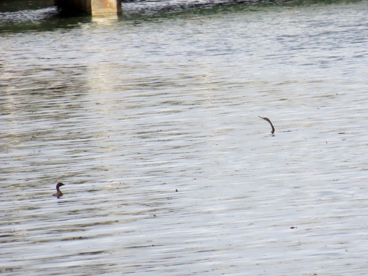 Pied-billed Grebe - ML645940609