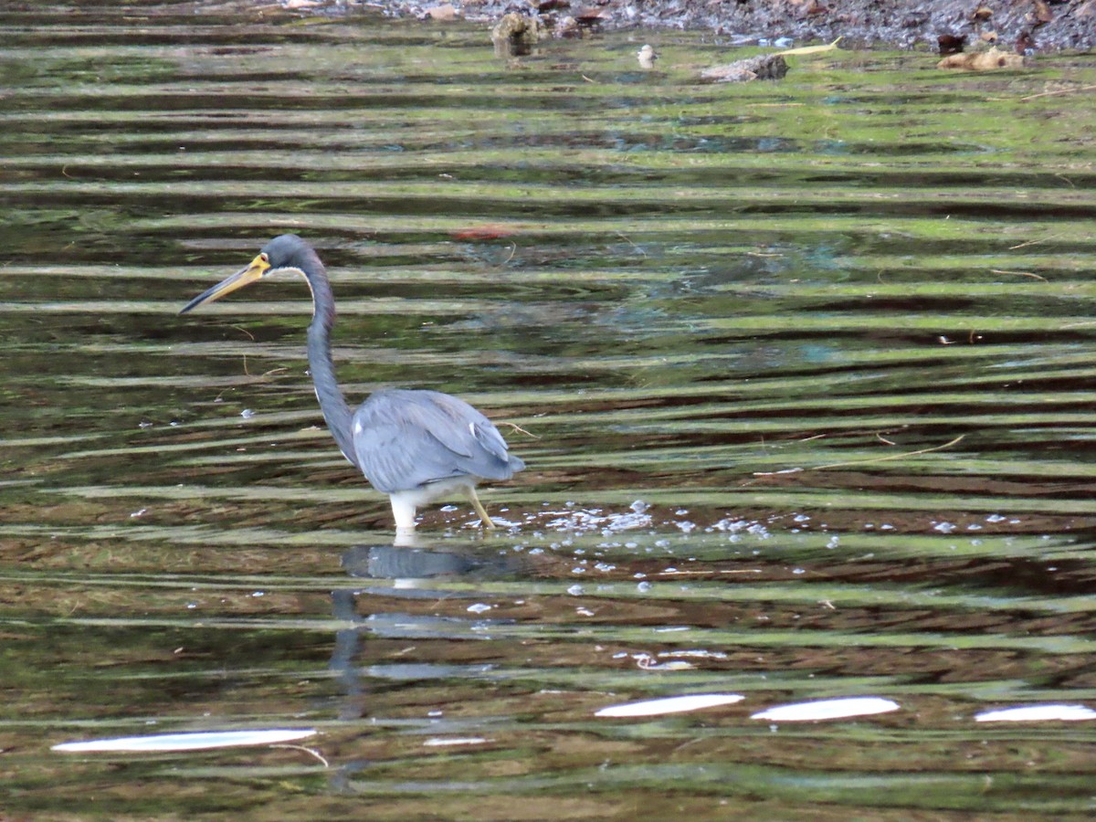Tricolored Heron - ML645940615