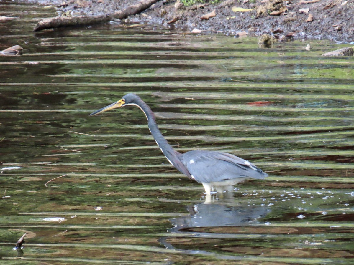 Tricolored Heron - ML645940616