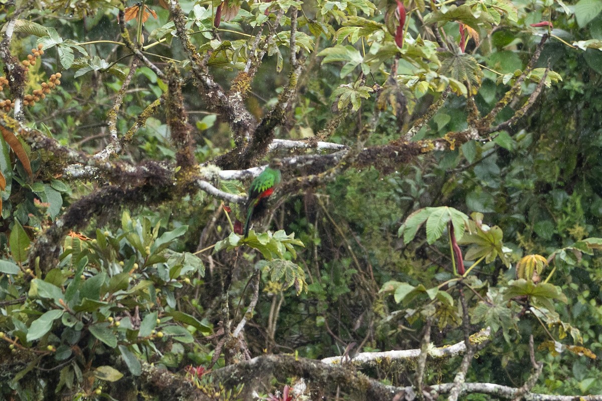 Quetzal doré - ML645940620