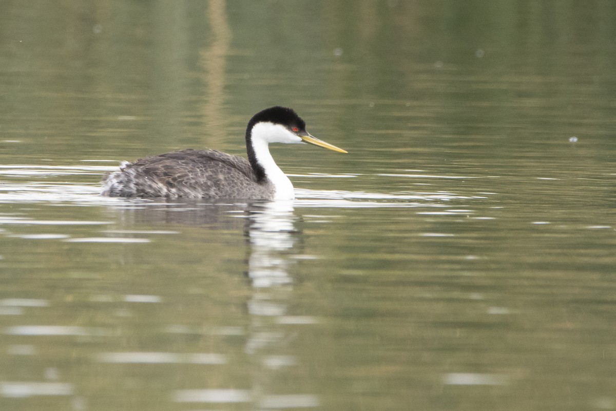Western Grebe - ML645940623